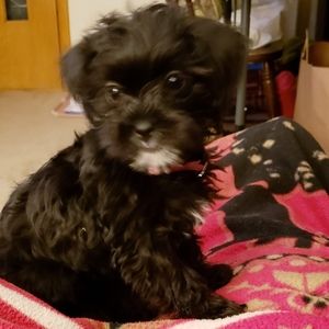 Meet your Posher, Deanna